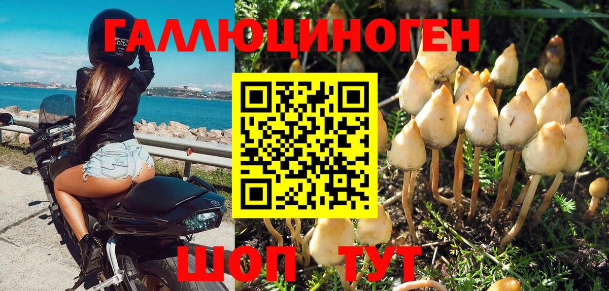 Галлюциногенные грибы Psilocybe Луга